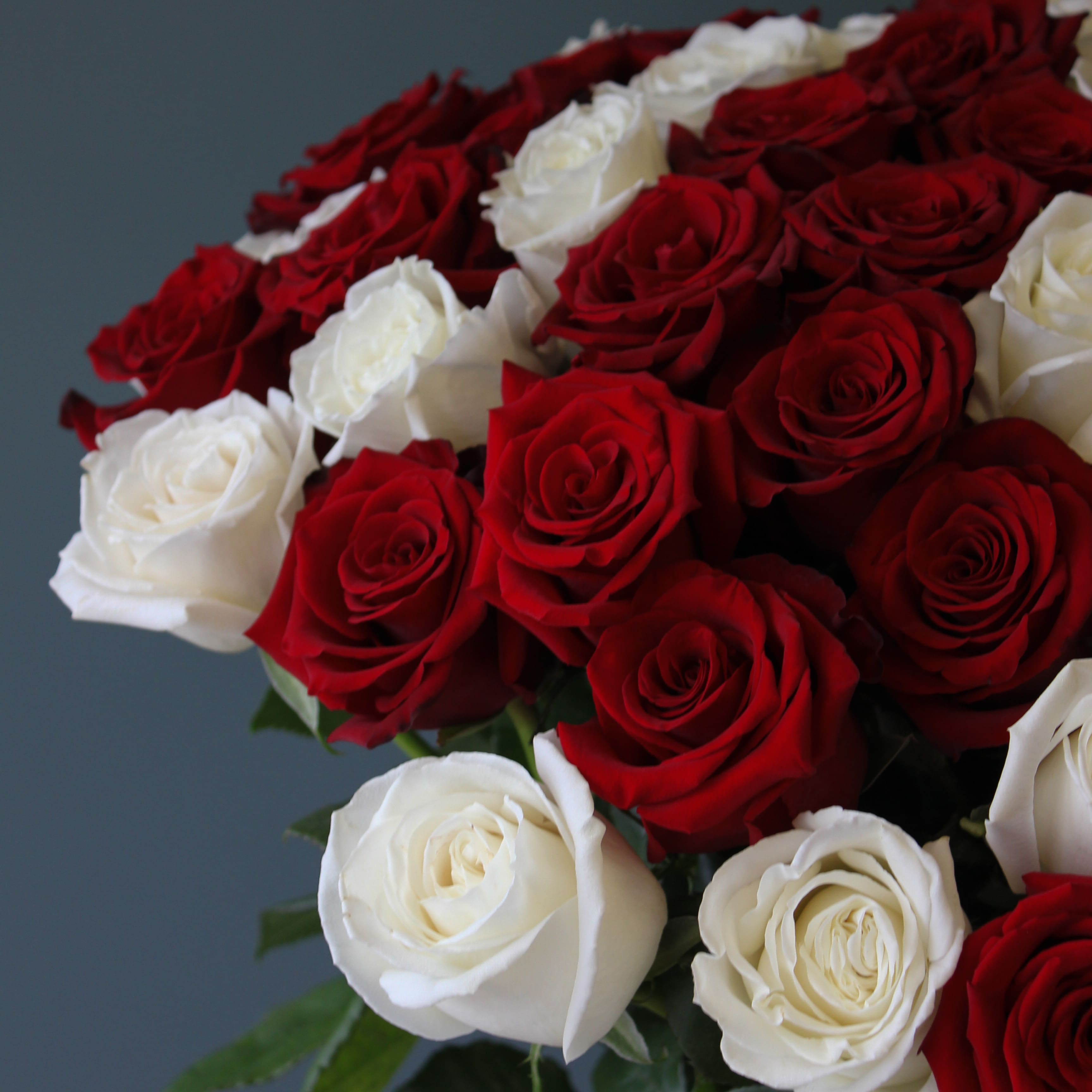 51 бело-красная роза Эквадор